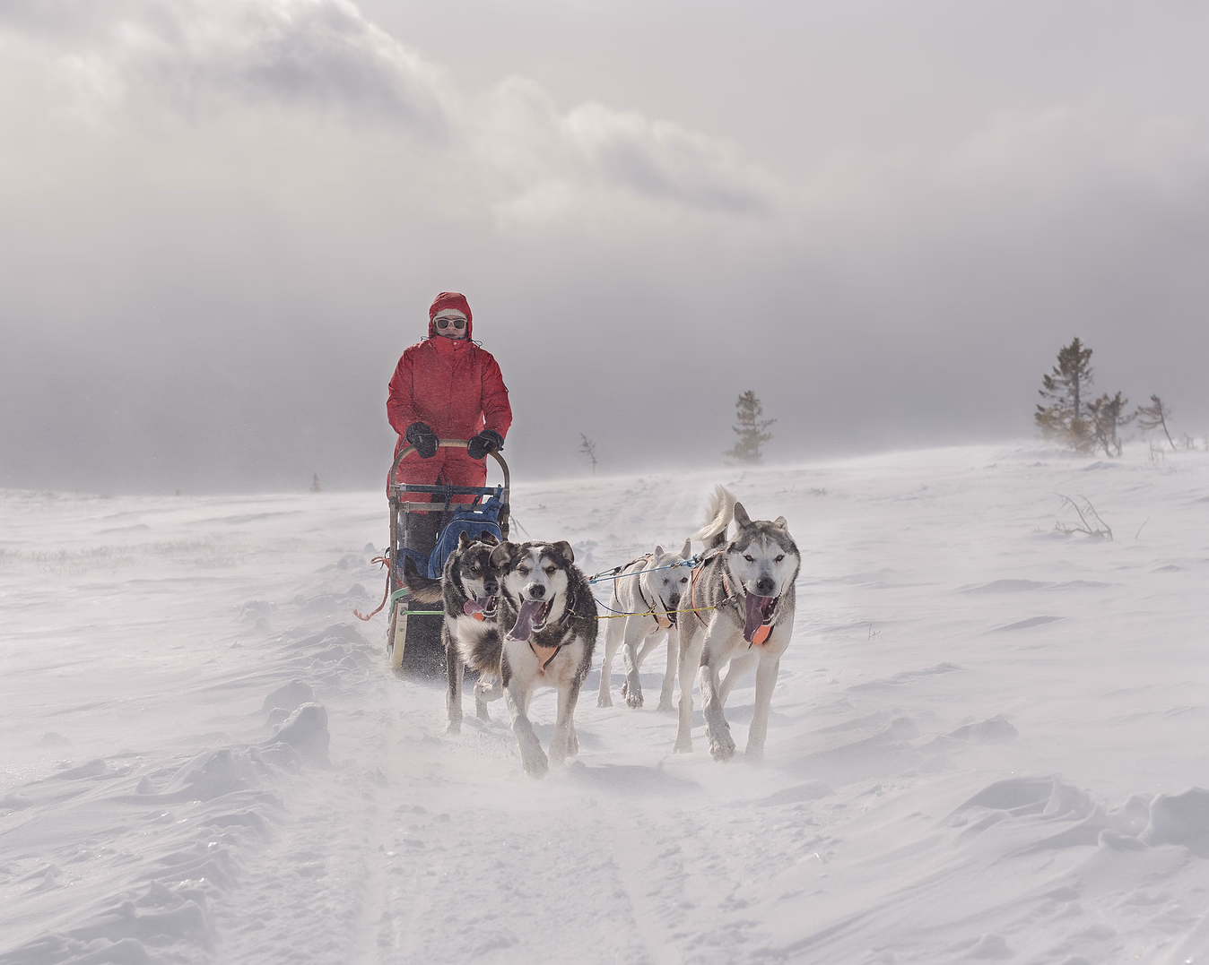 Hundekjøring med kennelbesøk