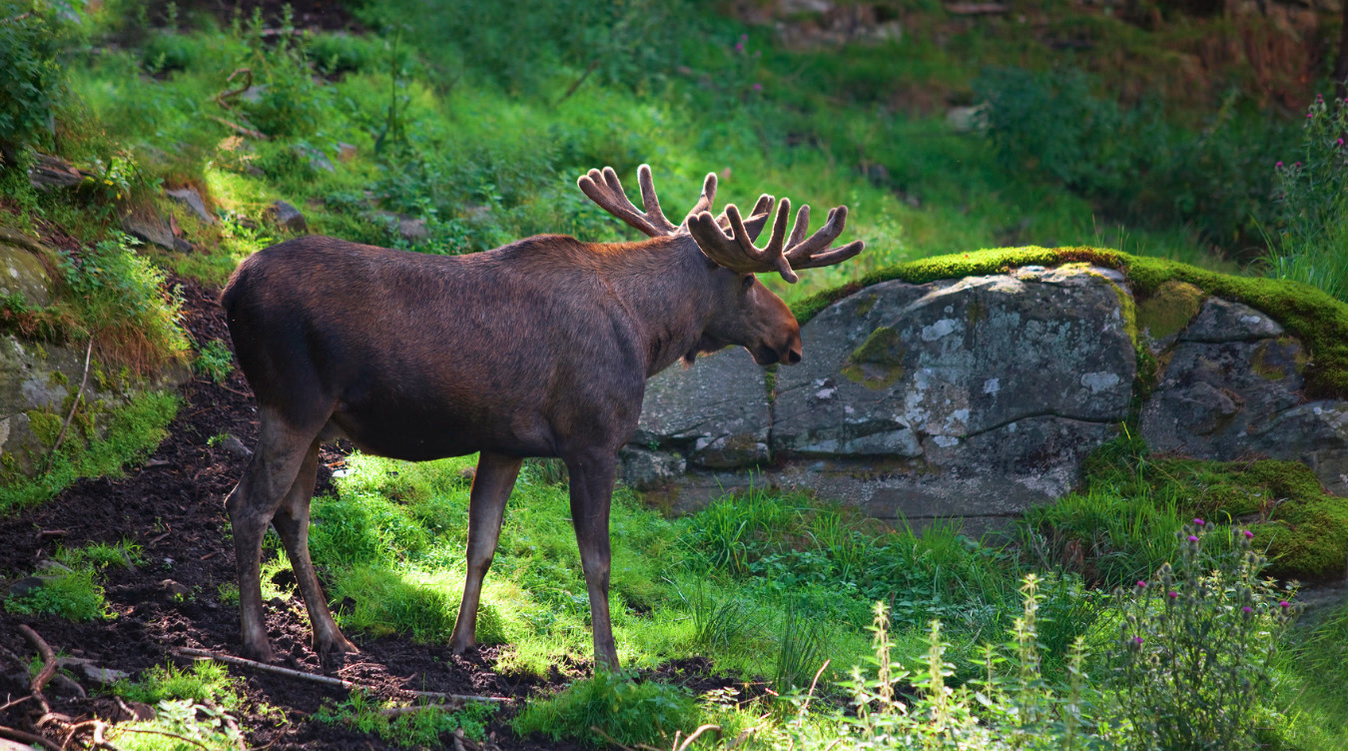 Elgsafari i villmarka