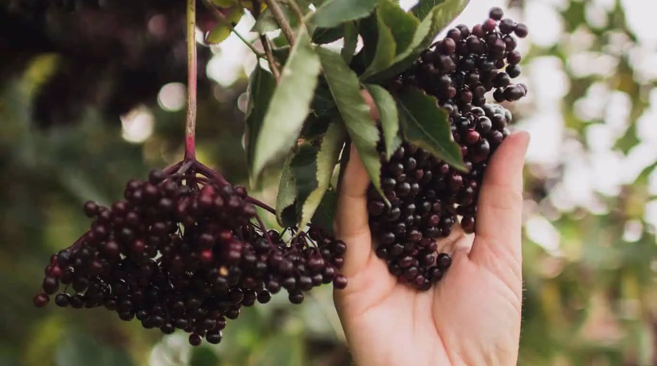 Hylleblomstsmaking med omvisning