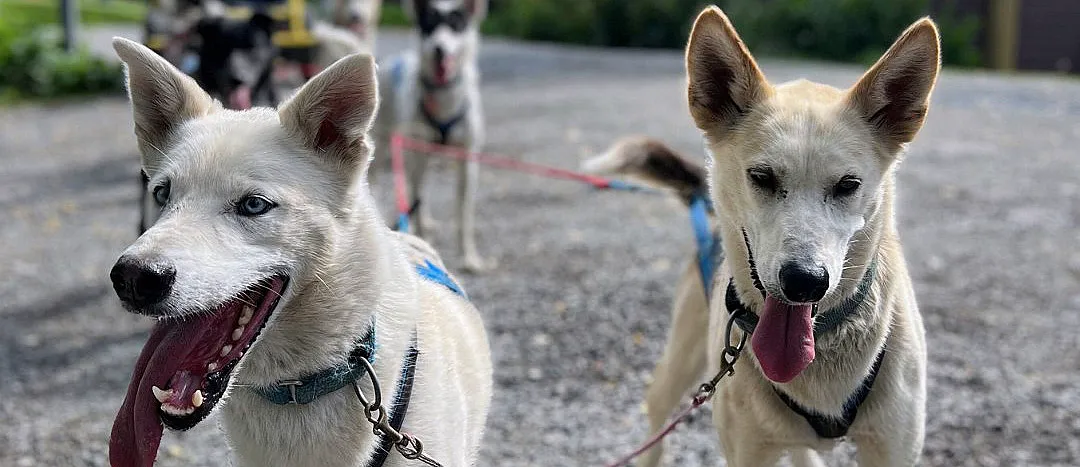 Herregårdsopphold og hundekjøring