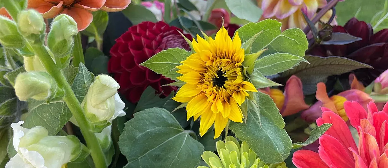 Kurs i blomsterdyrking