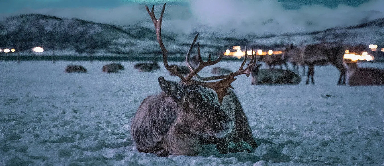 Reinsdyrsafari med sameleir og middag
