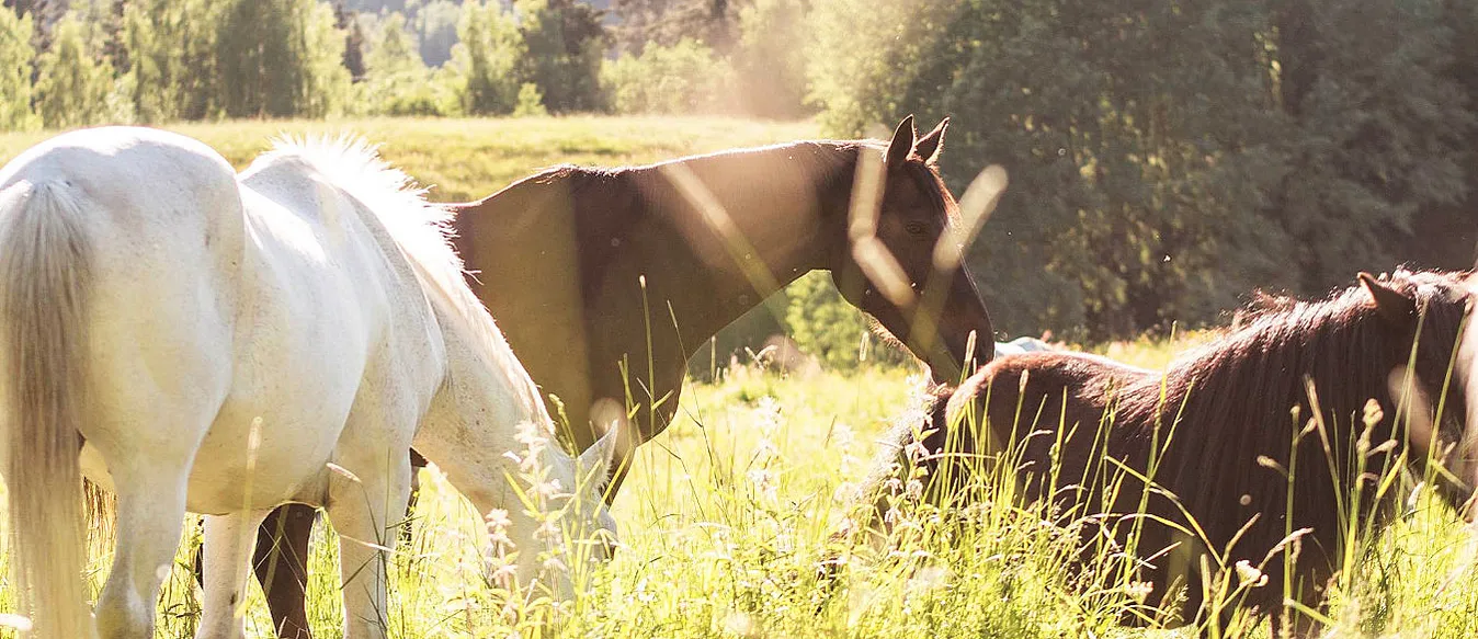 Ponniridning i skogen