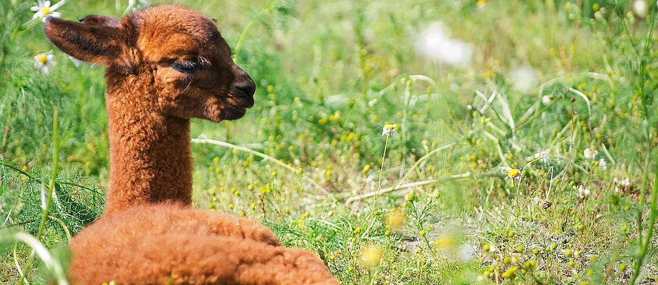 Alpakkabesøk