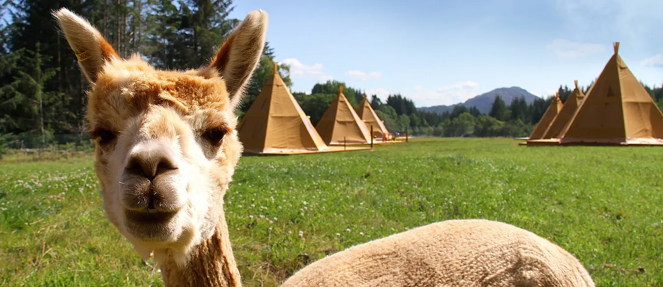 Alpakkaglamping