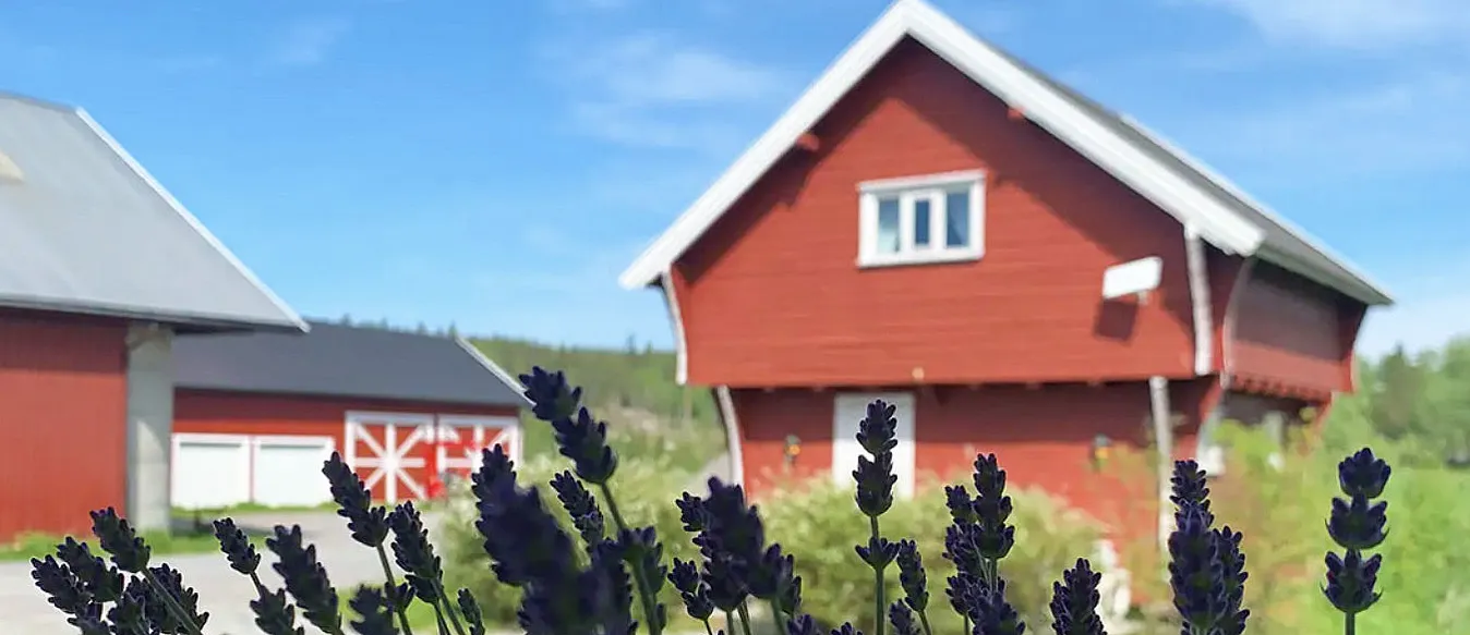 Stabbursnatt med alpakkaer