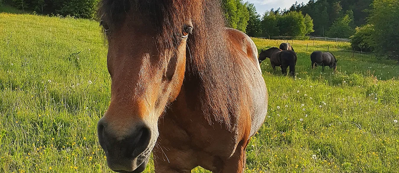 Gårdsbesøk for familien