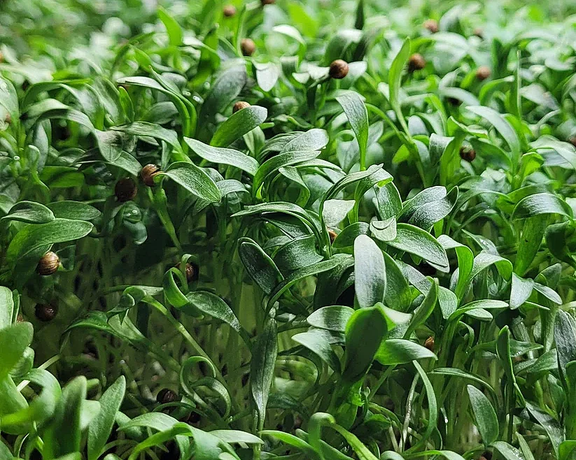 Lær å lage egen kjøkkenhage