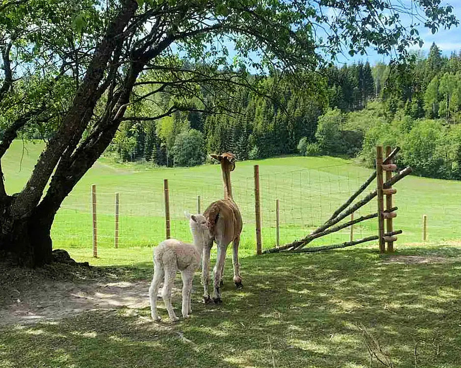 Stabbursnatt med alpakkaer