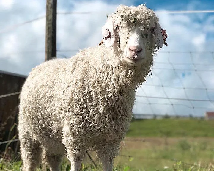 Gårdsbesøk for familien