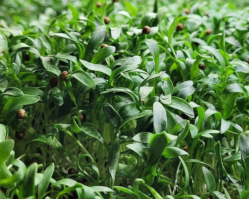 Kurs i hjemmedyrking