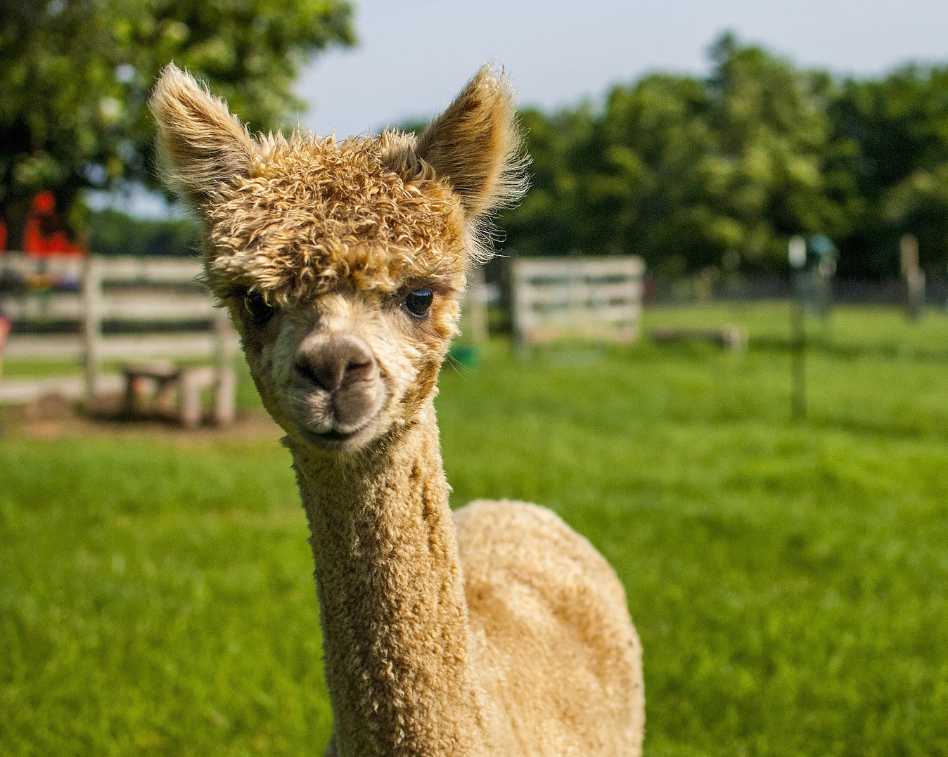 Herregårdsopphold og alpakkavandring