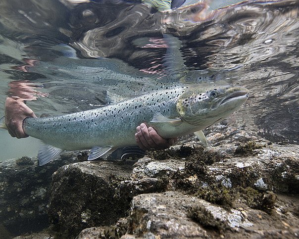 Laksefiske med guide