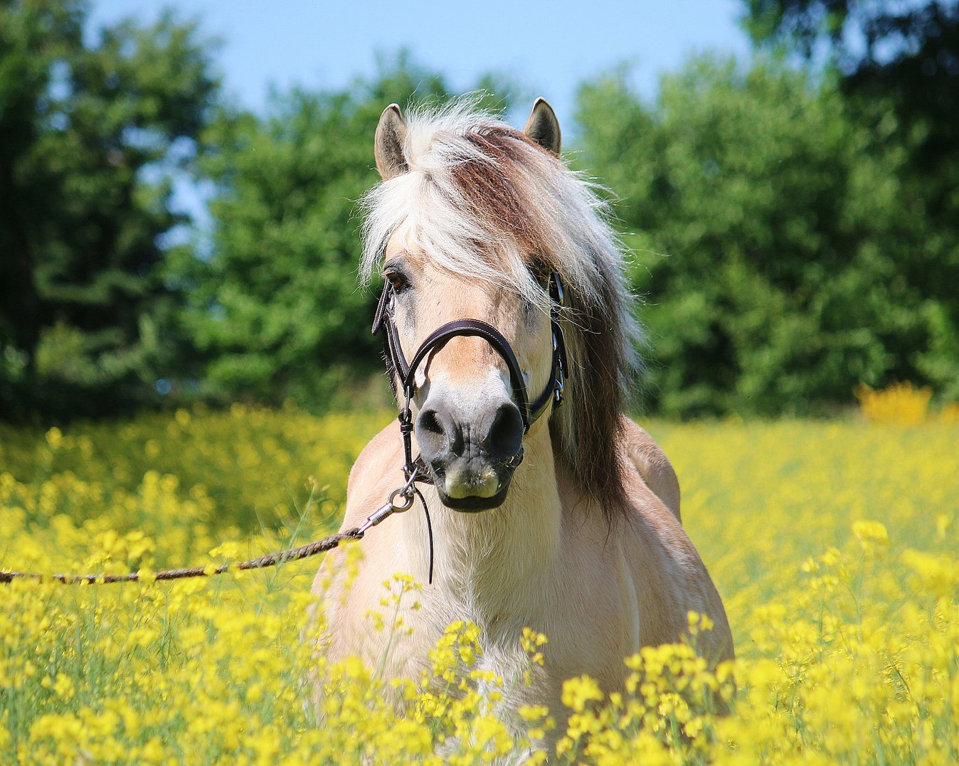 Herregårdsopphold med ridetur