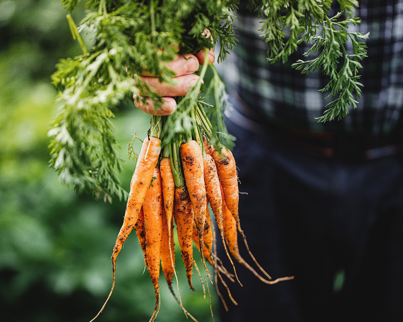Kurs i grønnsaksdyrkning