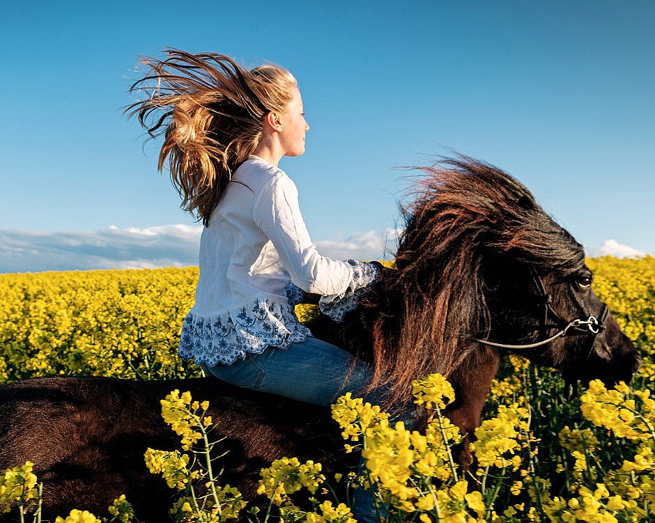 Heldagstur på islandshest
