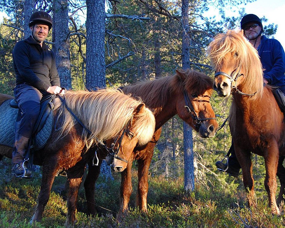 Halvdagstur på islandshest