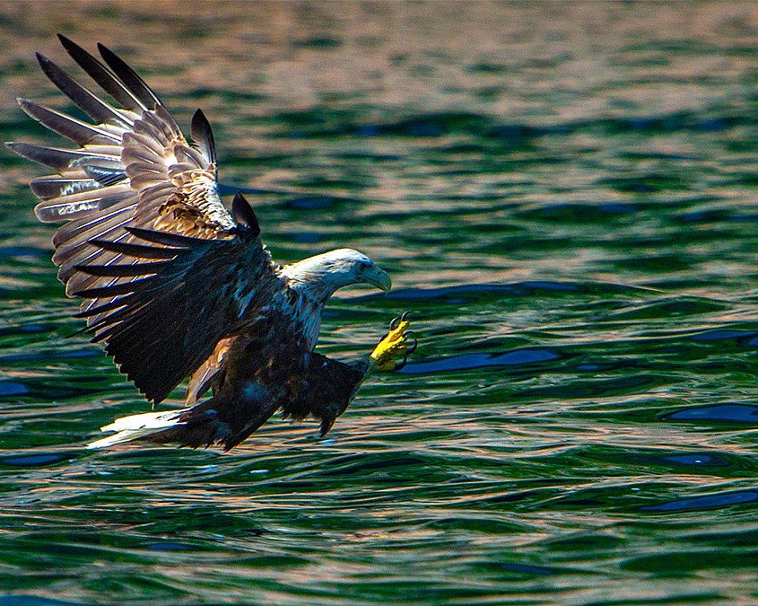 Natur- og havørnsafari