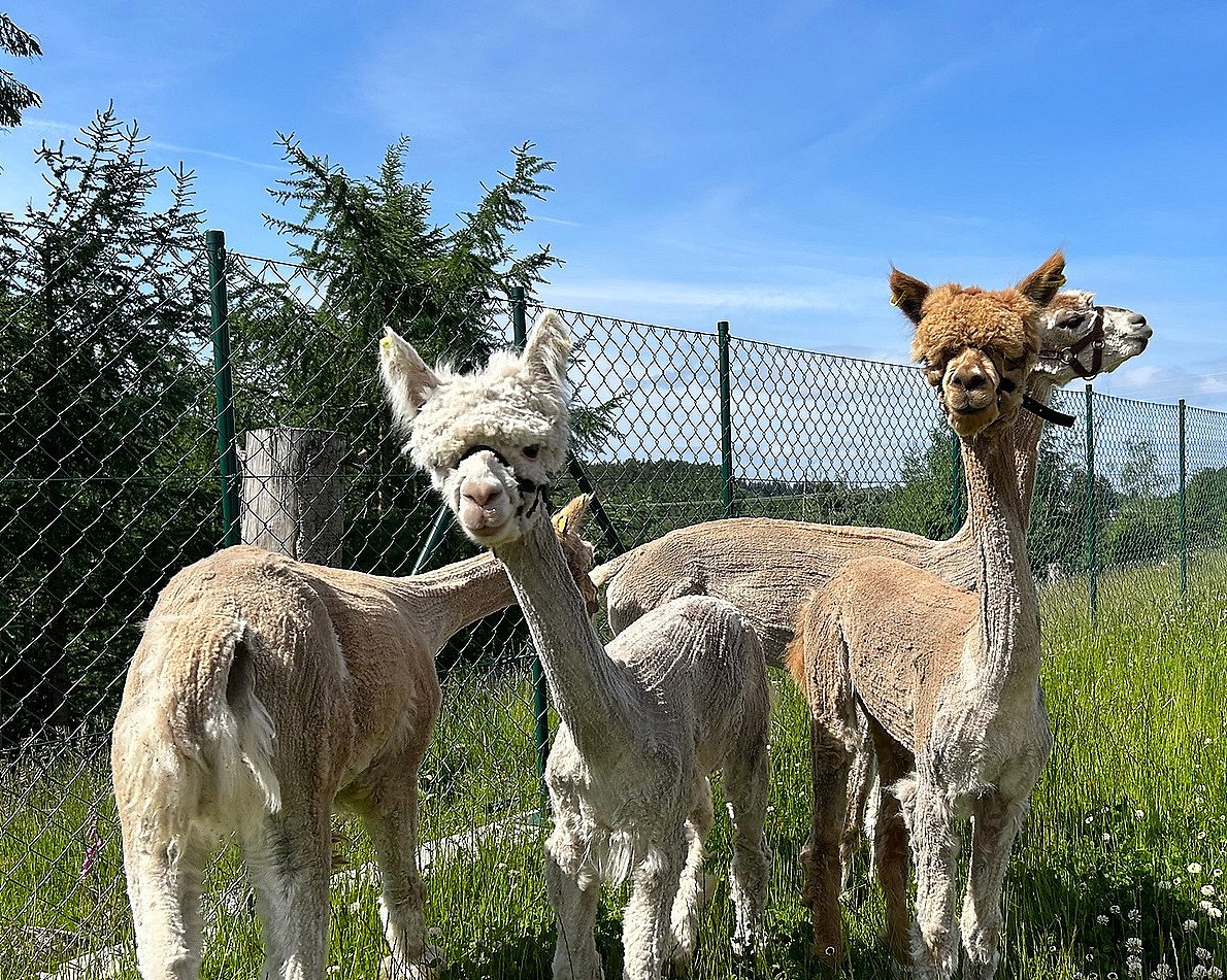 Dag i Alpakkaparken