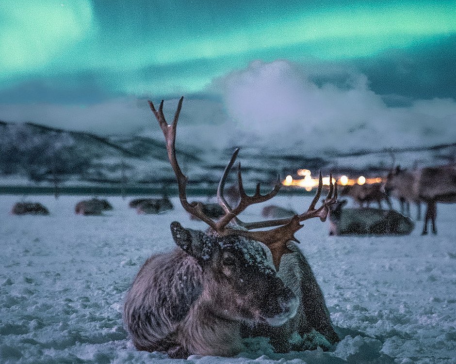 Reinsdyrsafari med middag og nordlys