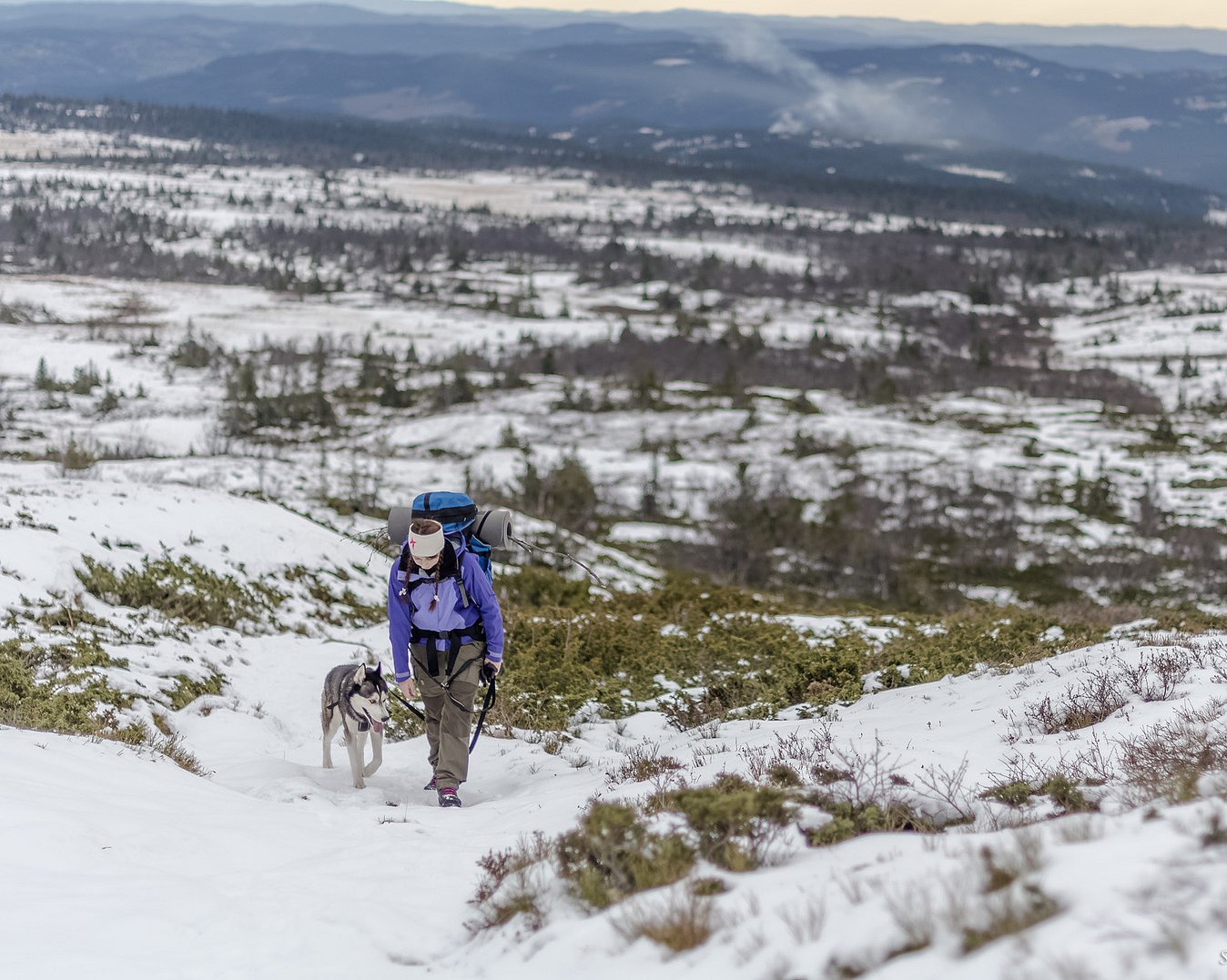 Husky hiking