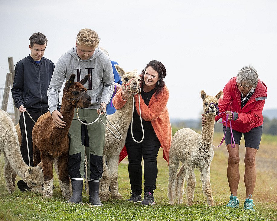 Alpakkavandring for to