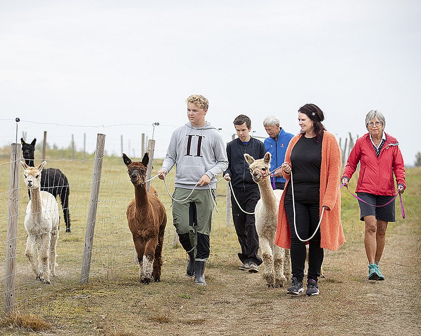 Alpakkavandring for familien