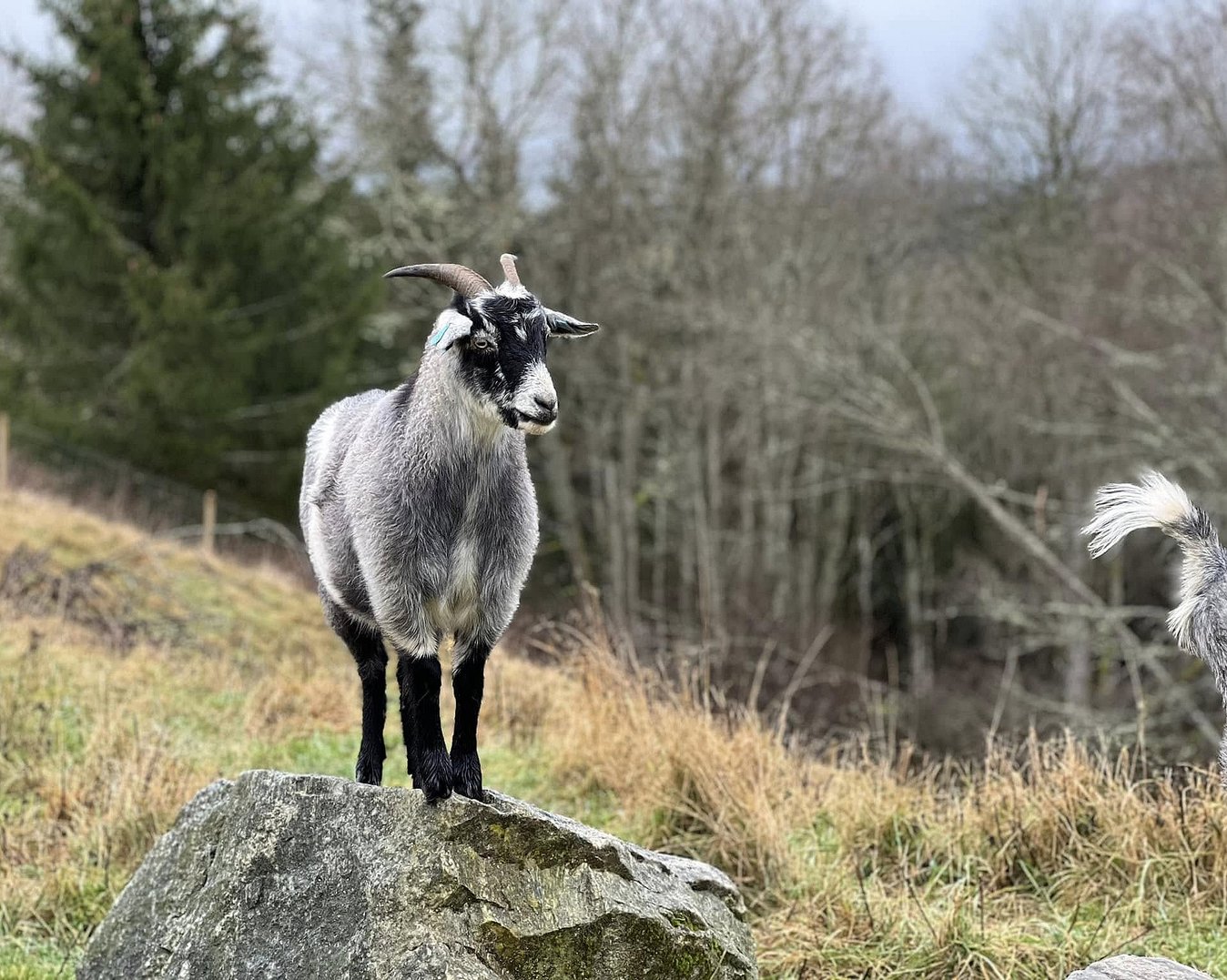 Geitevandring for to