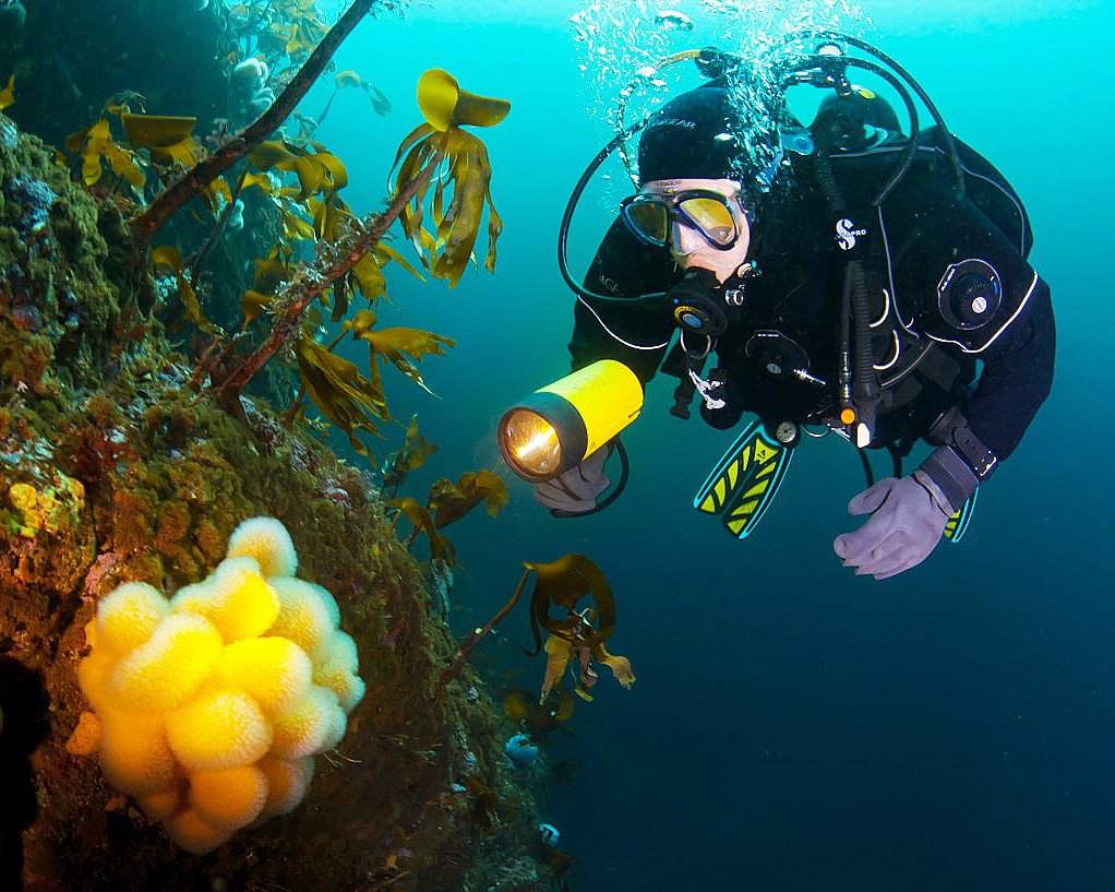 Guidet dykkesafari
