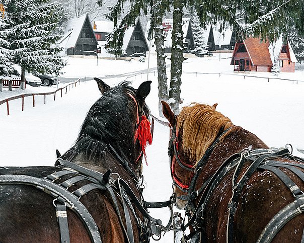 Skogsmiddag i Volldalskoja