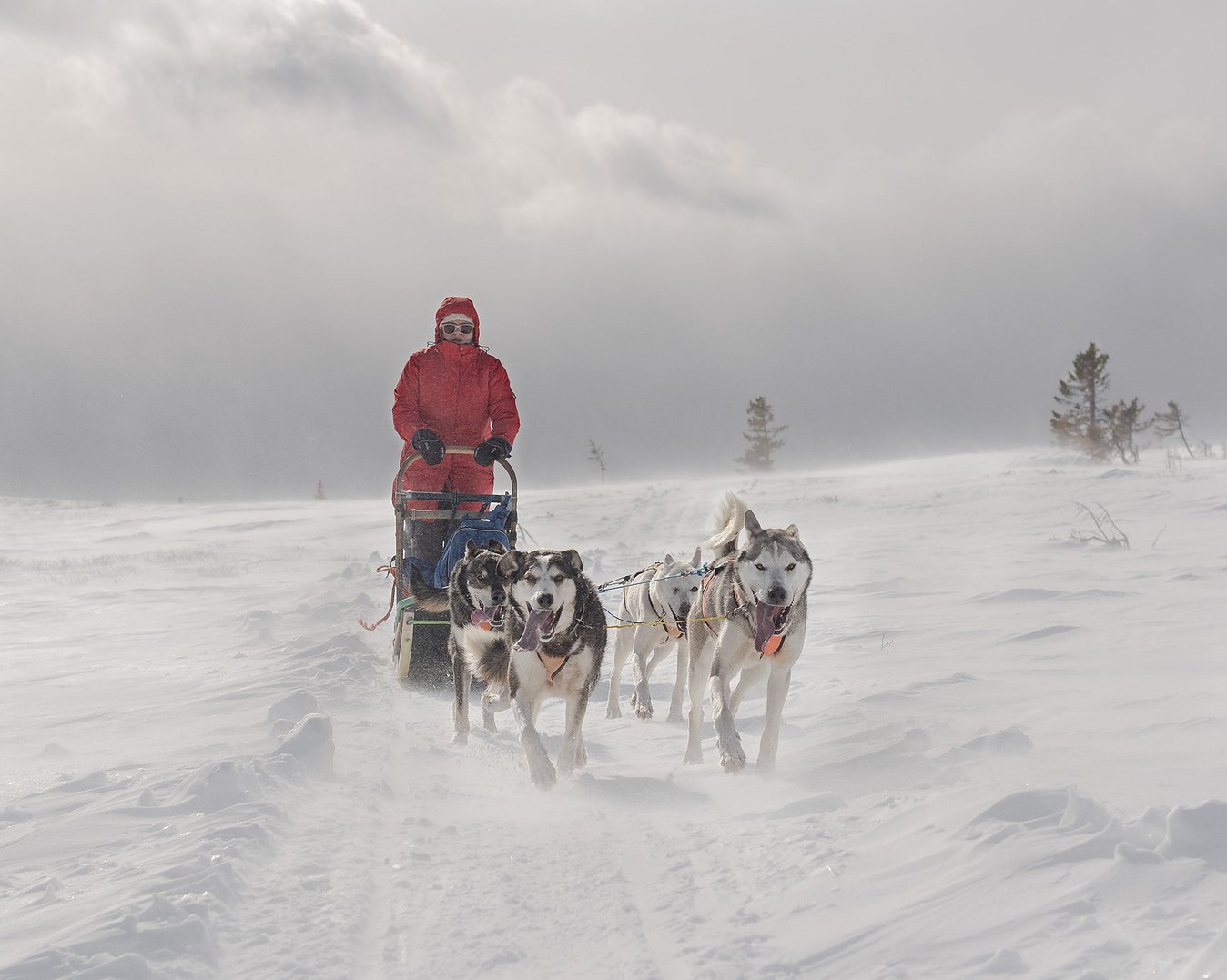 Hundekjøring med kennelbesøk