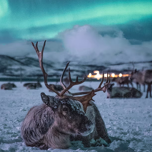 Reinsdyrsafari med middag og nordlys
