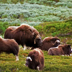 Moskussafari med overnatting