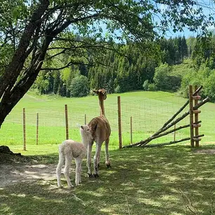 Stabbursnatt med alpakkaer