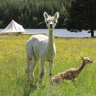 Alpakkaglamping