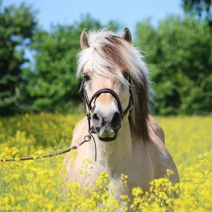 Herregårdsopphold med ridetur