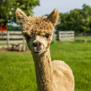 Herregårdsopphold og alpakkavandring