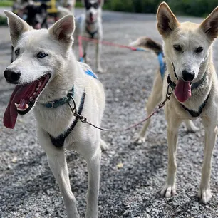 Herregårdsopphold og hundekjøring