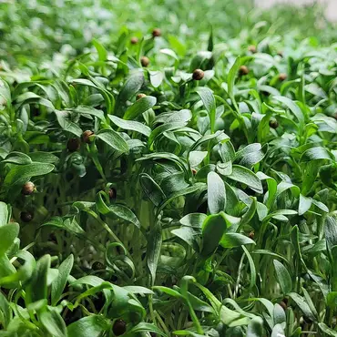 Lær å lage egen kjøkkenhage thumbnail 1