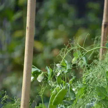 Kurs i vanndyrking thumbnail 4