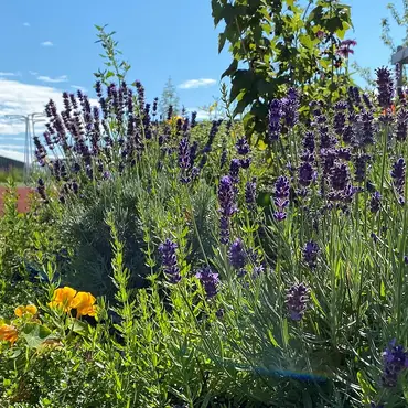 Sankekurs av urter og spiselige blomster thumbnail 2