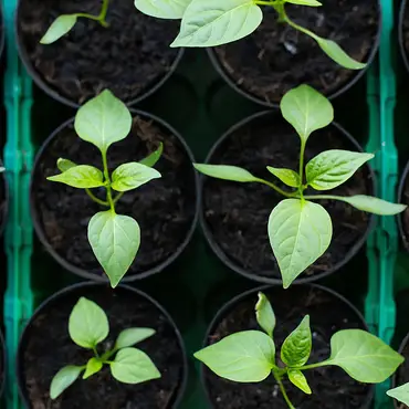 Dyrkekurs for egen hage thumbnail 3