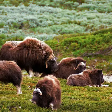 Moskussafari med overnatting thumbnail 2