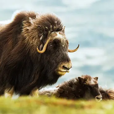 Moskussafari med overnatting thumbnail 3