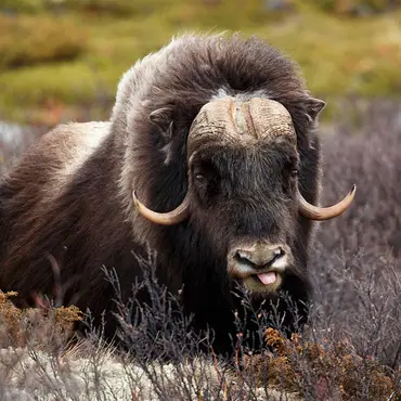 Moskussafari med overnatting thumbnail 4