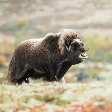 Moskussafari med overnatting thumbnail 5