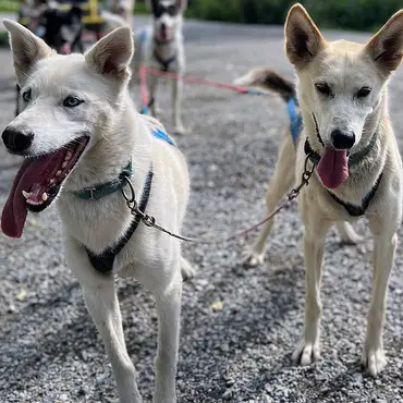 Herregårdsopphold og hundekjøring thumbnail 2
