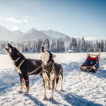 Herregårdsopphold og hundekjøring thumbnail 6