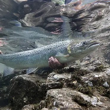 Laksefiske med guide thumbnail 1