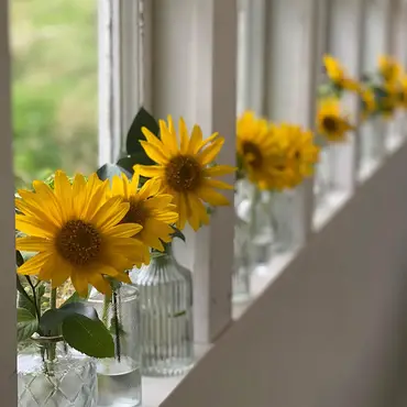 Lær å dyrke blomster hjemme thumbnail 2